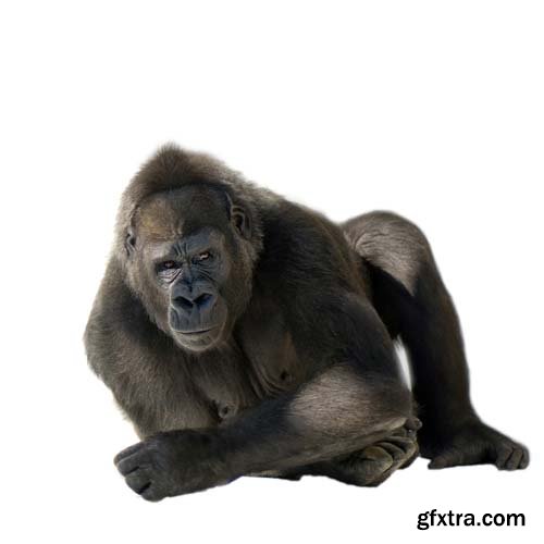 Young Silverback Gorilla Isolated - 15xJPGs