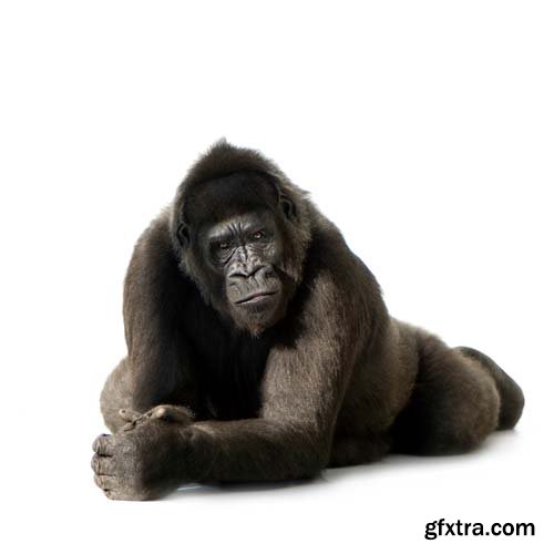 Young Silverback Gorilla Isolated - 15xJPGs