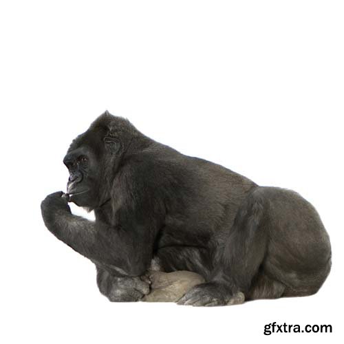 Young Silverback Gorilla Isolated - 15xJPGs