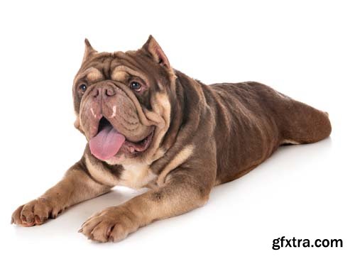 American Bully Isolated - 10xJPGs