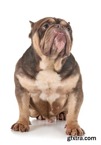 American Bully Isolated - 10xJPGs