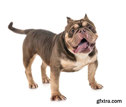 American Bully Isolated - 10xJPGs