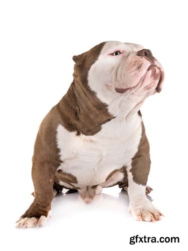 American Bully Isolated - 10xJPGs