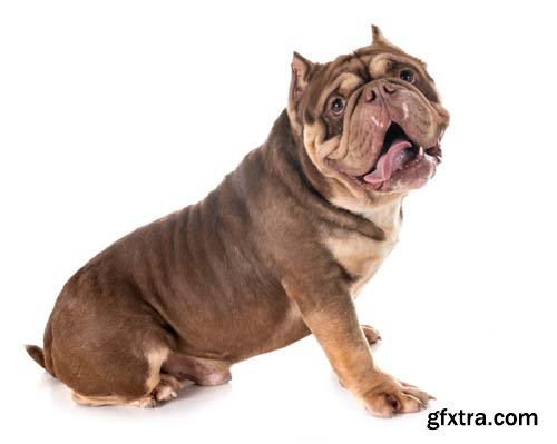 American Bully Isolated - 10xJPGs