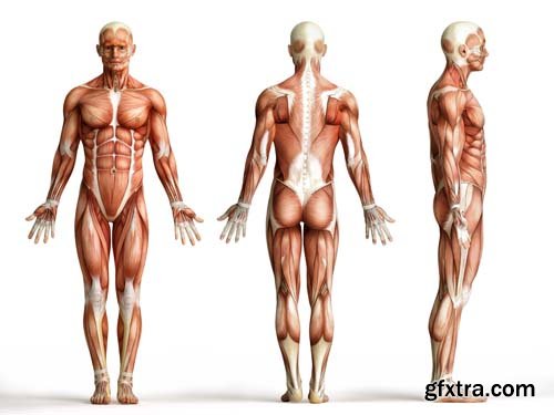 Anatomy Isolated - 8xJPGs