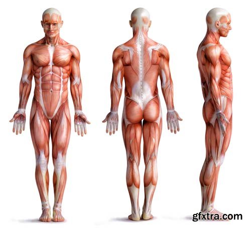 Anatomy Isolated - 8xJPGs