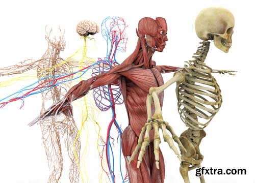 Anatomy Isolated - 8xJPGs