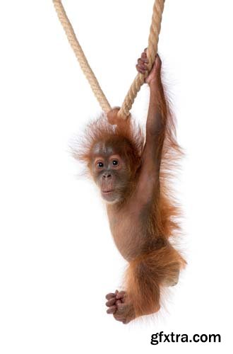 Baby Sumatran Orangutan Isolated - 12xJPGs