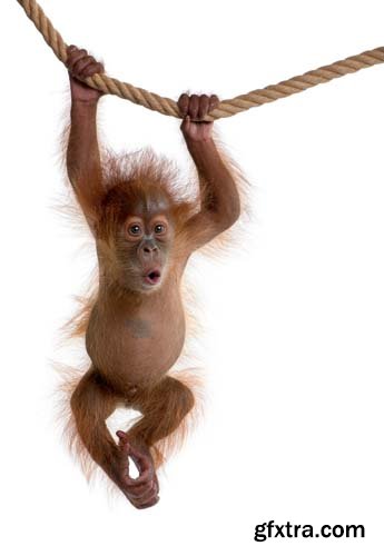 Baby Sumatran Orangutan Isolated - 12xJPGs