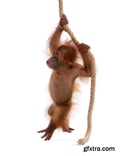 Baby Sumatran Orangutan Isolated - 12xJPGs