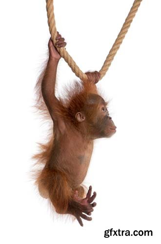 Baby Sumatran Orangutan Isolated - 12xJPGs