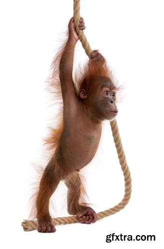 Baby Sumatran Orangutan Isolated - 12xJPGs