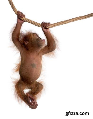 Baby Sumatran Orangutan Isolated - 12xJPGs