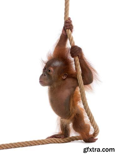 Baby Sumatran Orangutan Isolated - 12xJPGs