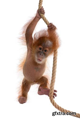 Baby Sumatran Orangutan Isolated - 12xJPGs