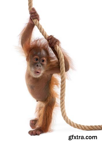 Baby Sumatran Orangutan Isolated - 12xJPGs