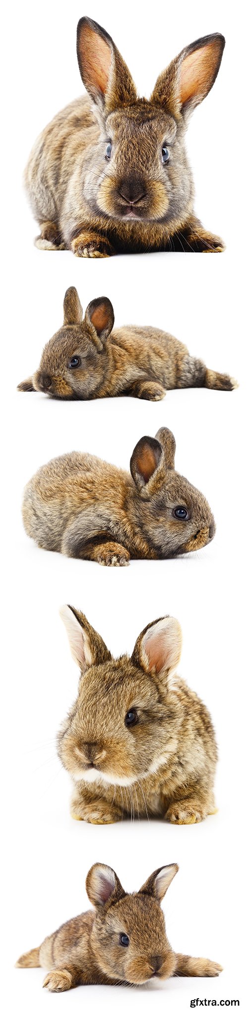 Bunny Rabbit Isolated - 10xJPGs