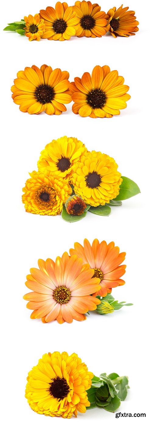 Calendula Flowers Isolated - 11xJPGs