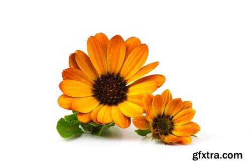 Calendula Flowers Isolated - 11xJPGs