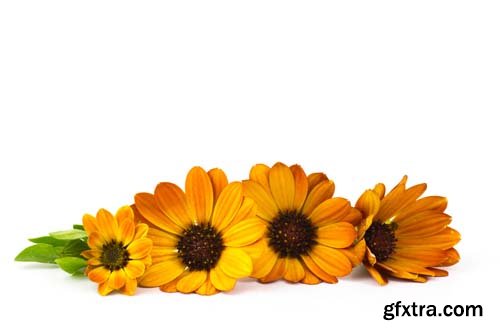 Calendula Flowers Isolated - 11xJPGs