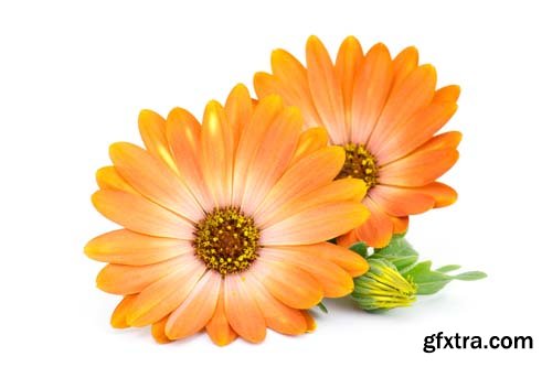 Calendula Flowers Isolated - 11xJPGs