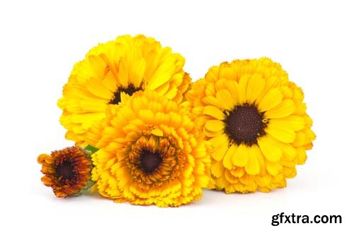 Calendula Flowers Isolated - 11xJPGs