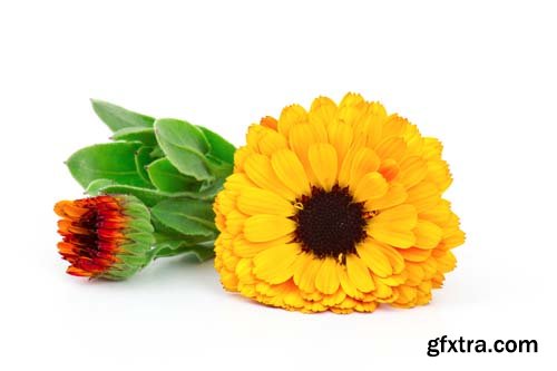 Calendula Flowers Isolated - 11xJPGs