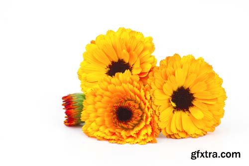 Calendula Flowers Isolated - 11xJPGs