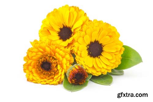 Calendula Flowers Isolated - 11xJPGs