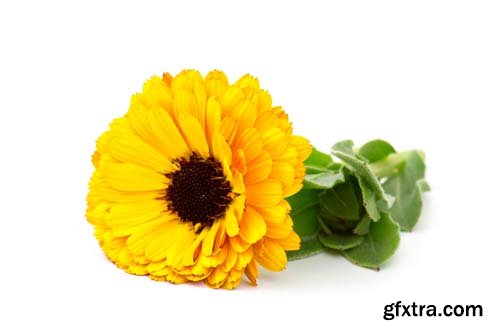 Calendula Flowers Isolated - 11xJPGs