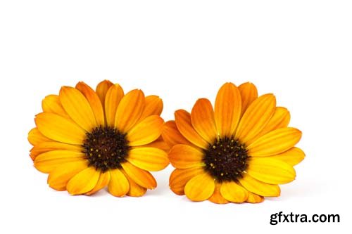 Calendula Flowers Isolated - 11xJPGs