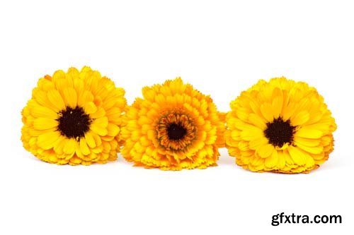 Calendula Flowers Isolated - 11xJPGs