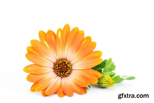 Calendula Flowers Isolated - 11xJPGs