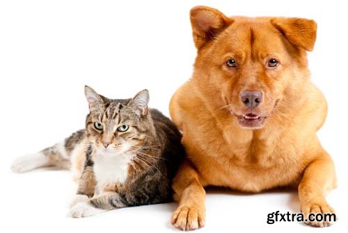 Dog And Cat Isolated - 14xJPGs