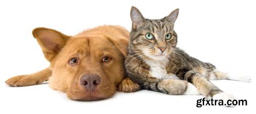 Dog And Cat Isolated - 14xJPGs