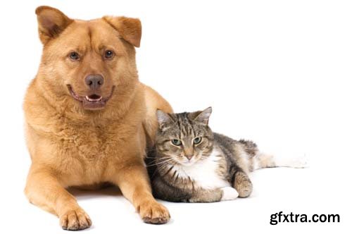 Dog And Cat Isolated - 14xJPGs