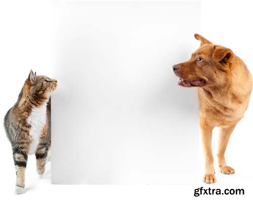 Dog And Cat Isolated - 14xJPGs