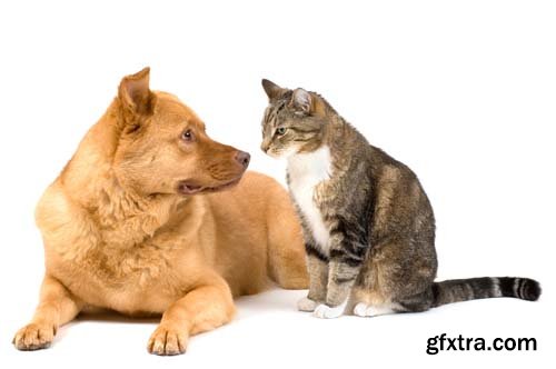 Dog And Cat Isolated - 14xJPGs