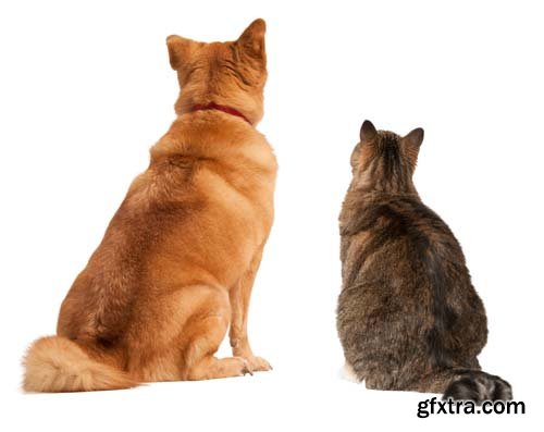 Dog And Cat Isolated - 14xJPGs