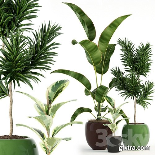 Plants collection 85