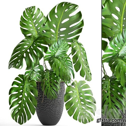 Monstera 6 3D Plant Model