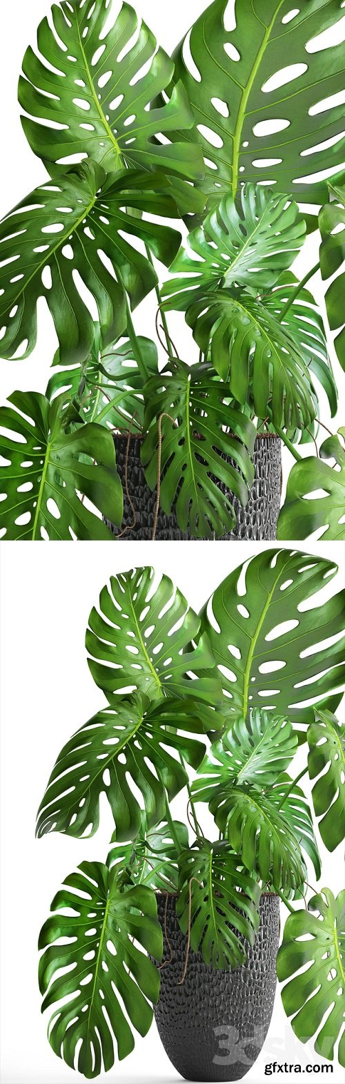 Monstera 6 3D Plant Model