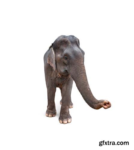 Elephant Isolated - 15xJPGs