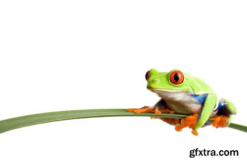 Frog Isolated - 10xJPGs