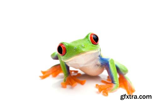 Frog Isolated - 10xJPGs