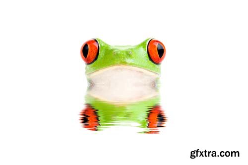 Frog Isolated - 10xJPGs