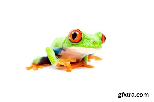 Frog Isolated - 10xJPGs