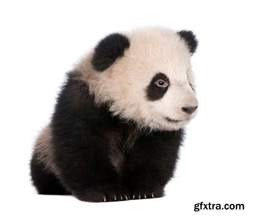 Giant Panda Isolated - 15xJPGs