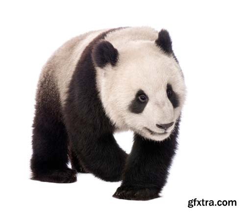 Giant Panda Isolated - 15xJPGs