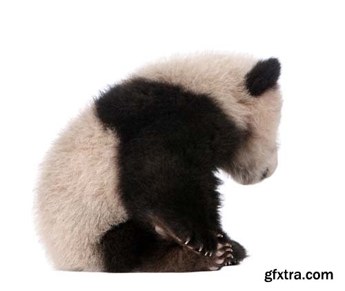 Giant Panda Isolated - 15xJPGs